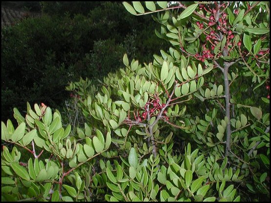 Pistacia lentiscus 3