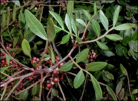 Pistacia lentiscus 4