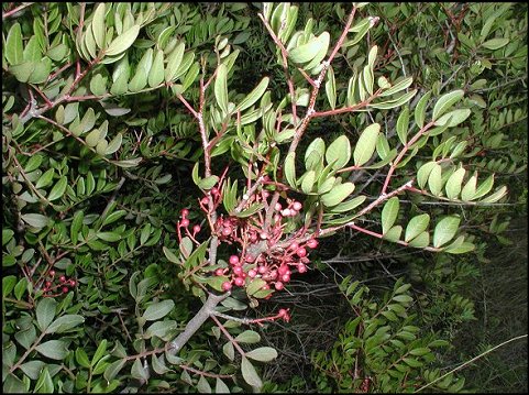 Pistacia lentiscus 5