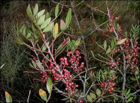 Pistacia lentiscus 6