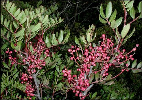 Pistacia lentiscus 7