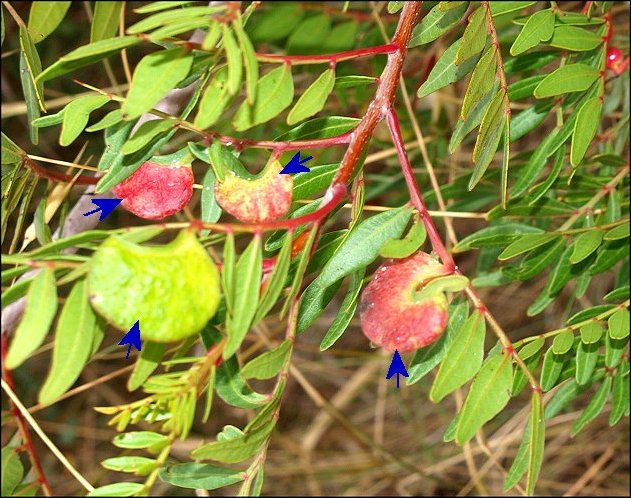 Pistacia lentiscus 8
