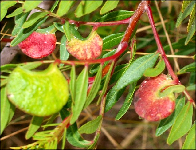 Pistacia lentiscus 9