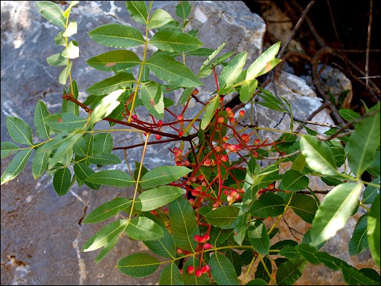 Pistacia terebinthus 12