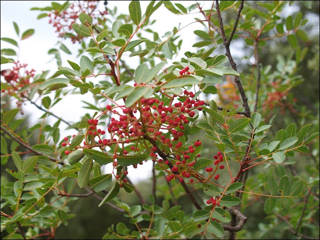 Pistacia terebinthus 13