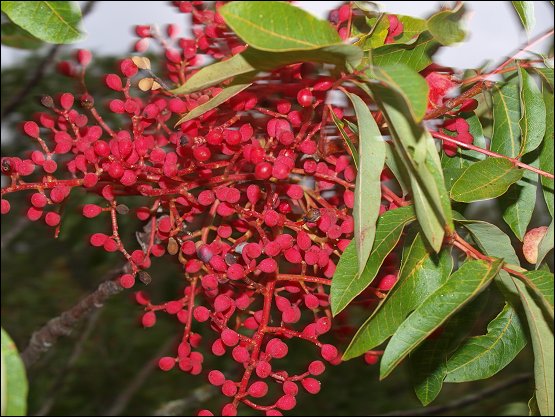 Pistacia terebinthus 14