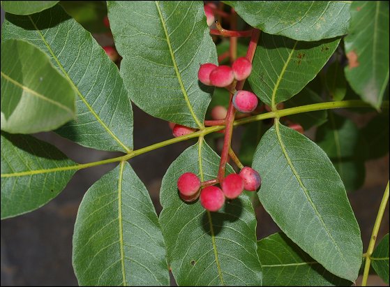 Pistacia terebinthus 15