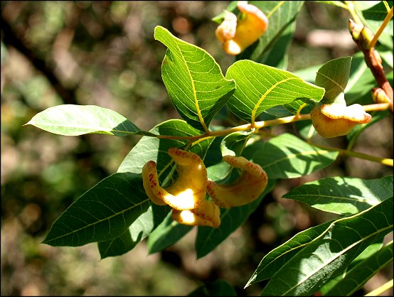 Pistacia terebinthus 16