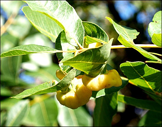 Pistacia terebinthus 17