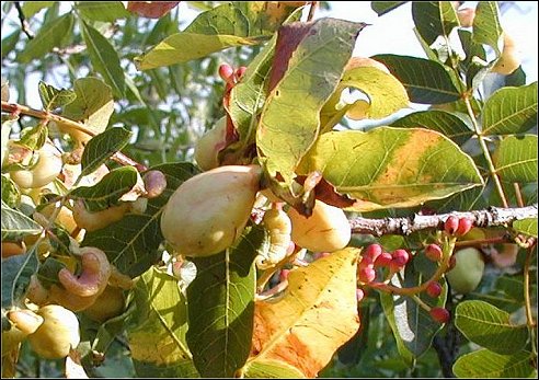 Pistacia terebinthus 18
