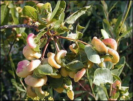 Pistacia terebinthus 19