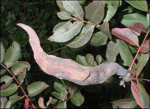 Pistacia terebinthus 20