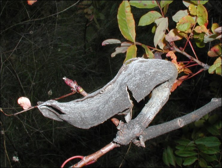 Pistacia terebinthus 21