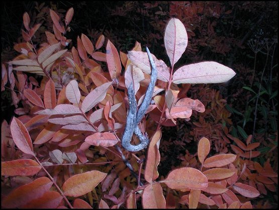 Pistacia terebinthus 23