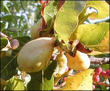 Pistacia terebinthus 24
