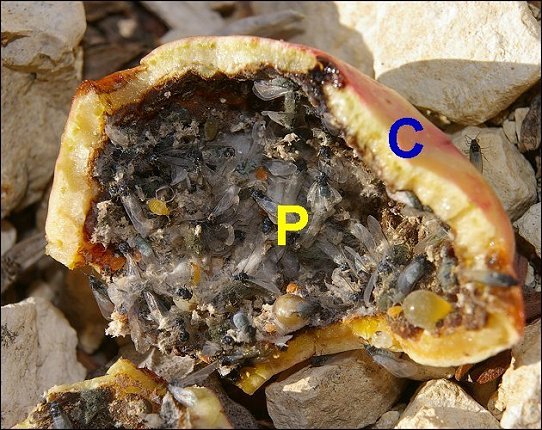 Pistacia terebinthus 26
