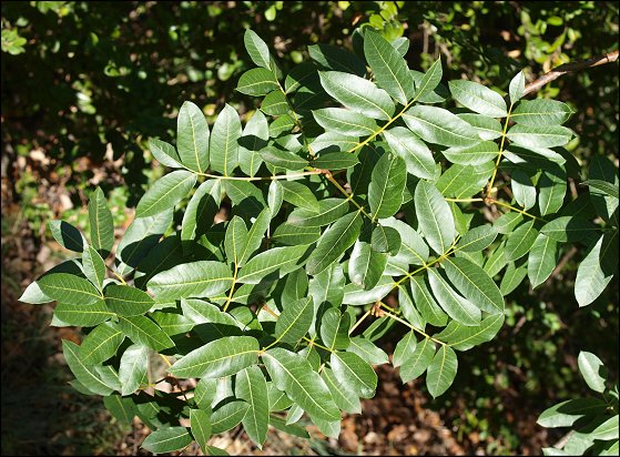 Pistacia terebinthus 3
