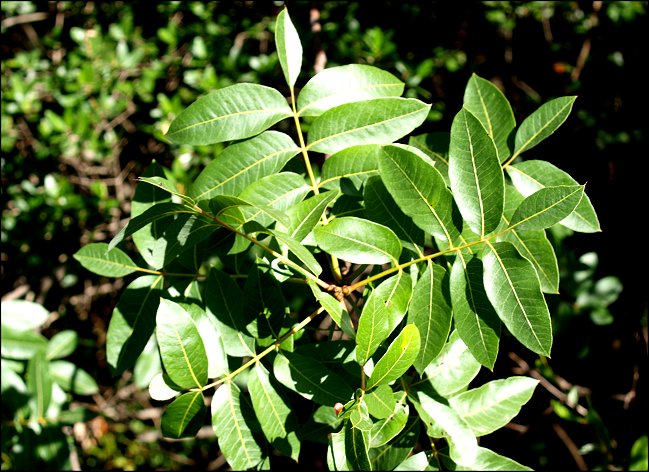 Pistacia terebinthus 4