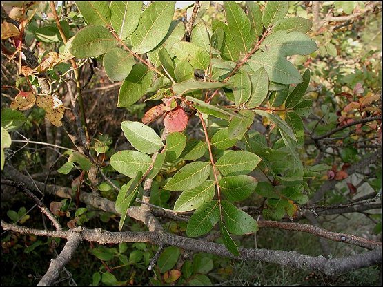 Pistacia terebinthus 5