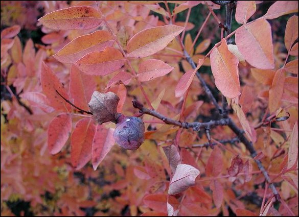 Pistacia terebinthus 7
