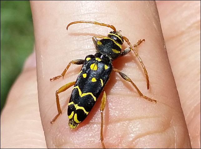 Plagionotus arcuatus