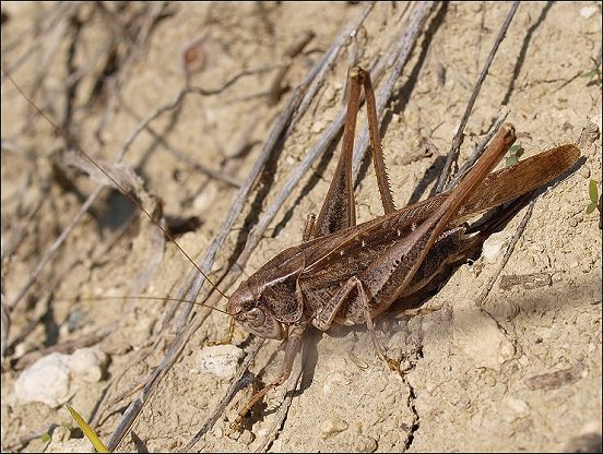 Platycleis albo. 1