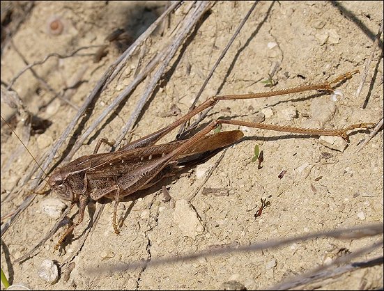 Platycleis albo. 2