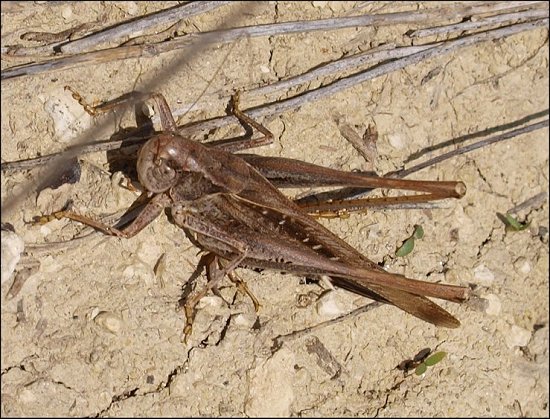 Platycleis albo. 3