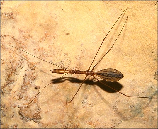 Ploiaria domestica 1