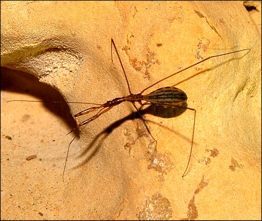 Ploiaria domestica 3