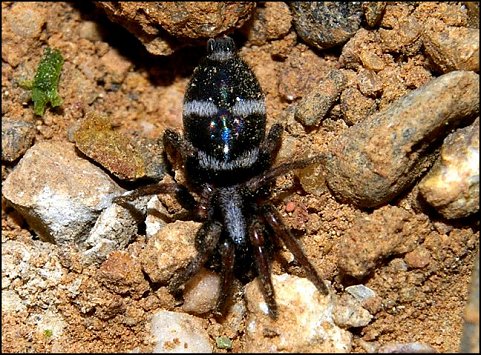 Poecilochroa variana 1