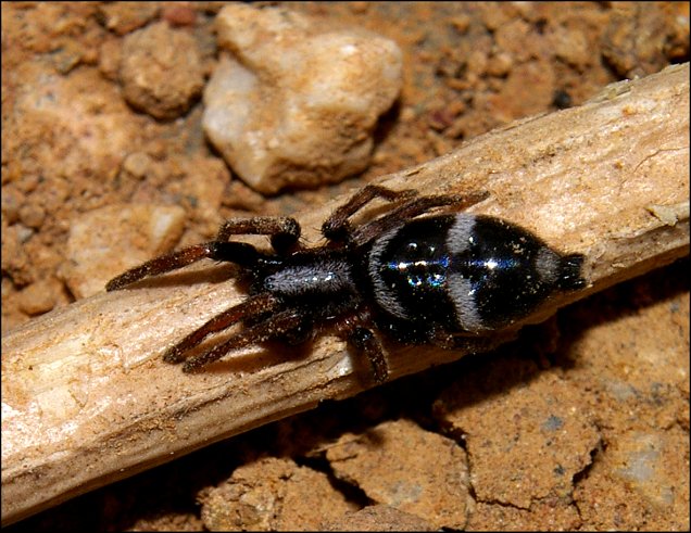 Poecilochroa variana 2