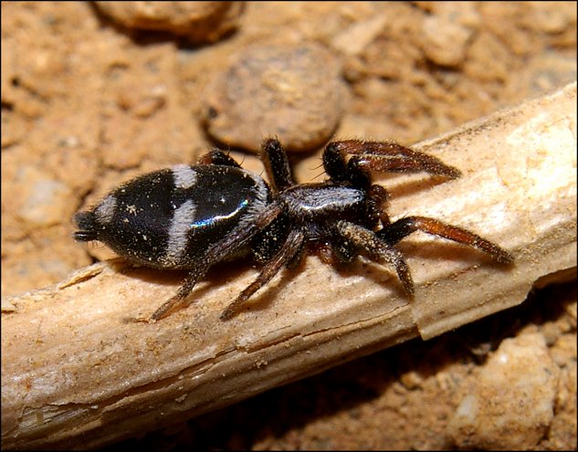 Poecilochroa variana 3