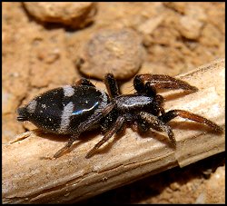 Poecilochroa