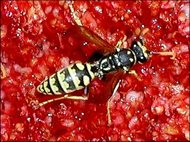 Polistes gallicus 1