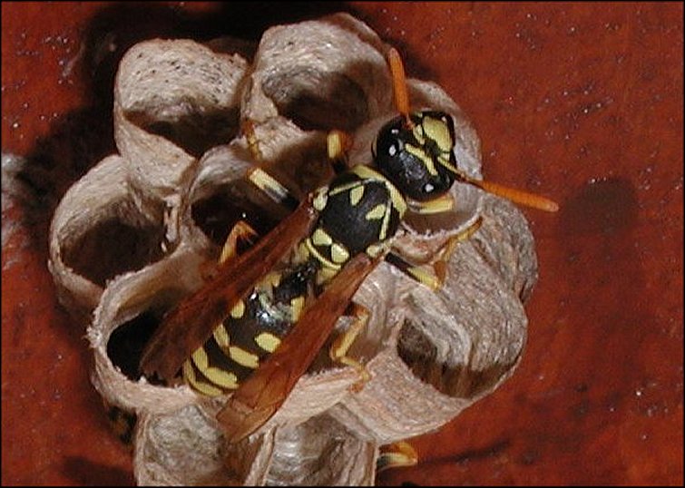 Polistes gallicus 2