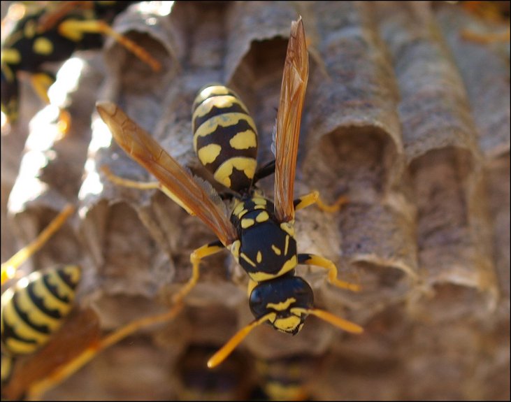 Polistes gallicus 3