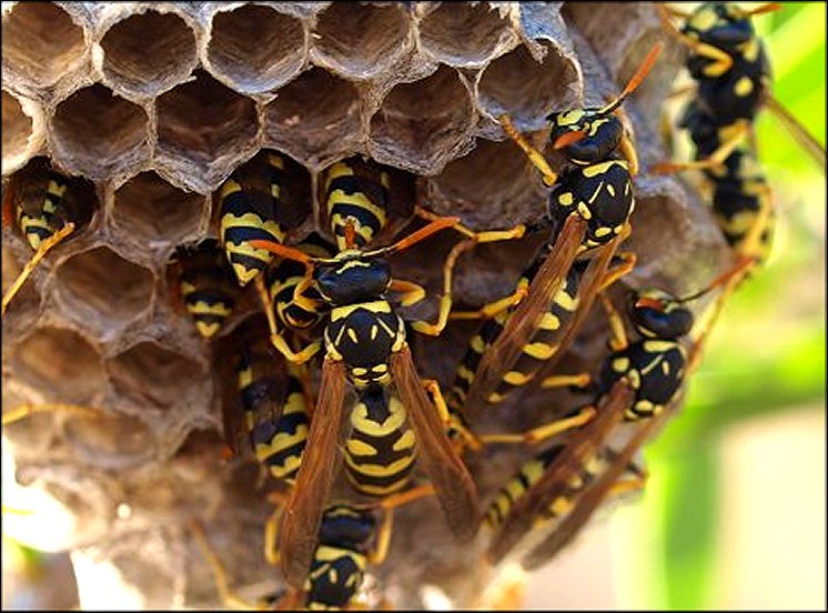 Polistes gallicus 4