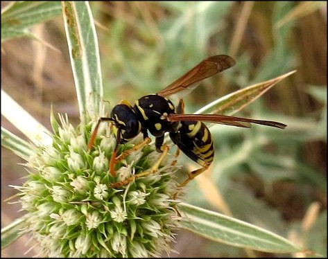 Polistes gallicus 5