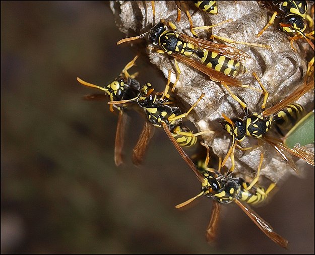 Polistes gallicus 6