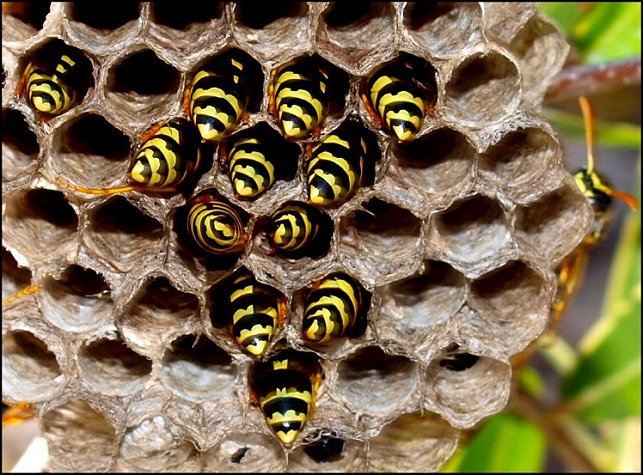 Polistes gallicus 7