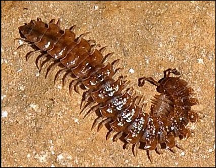 Polydesmus 1