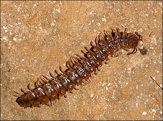 Polydesmus 2