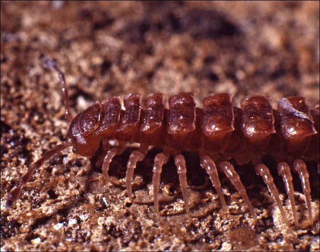 polydesmus 3