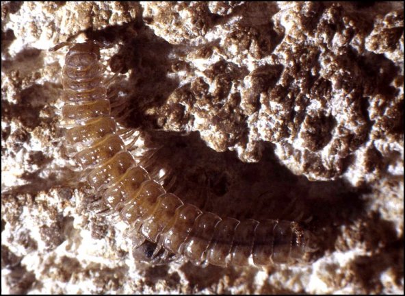 Polydesmus 5