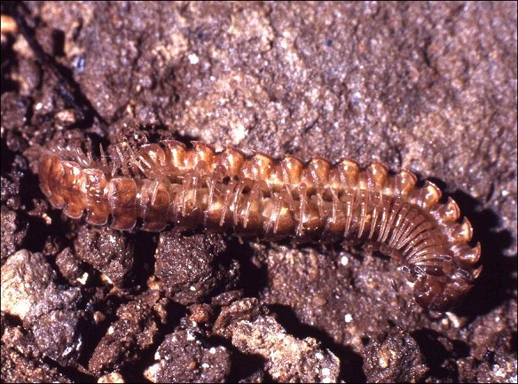 Polydesmus 6