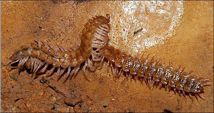 Polydesmus 7
