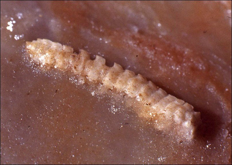 Polydesmus 8