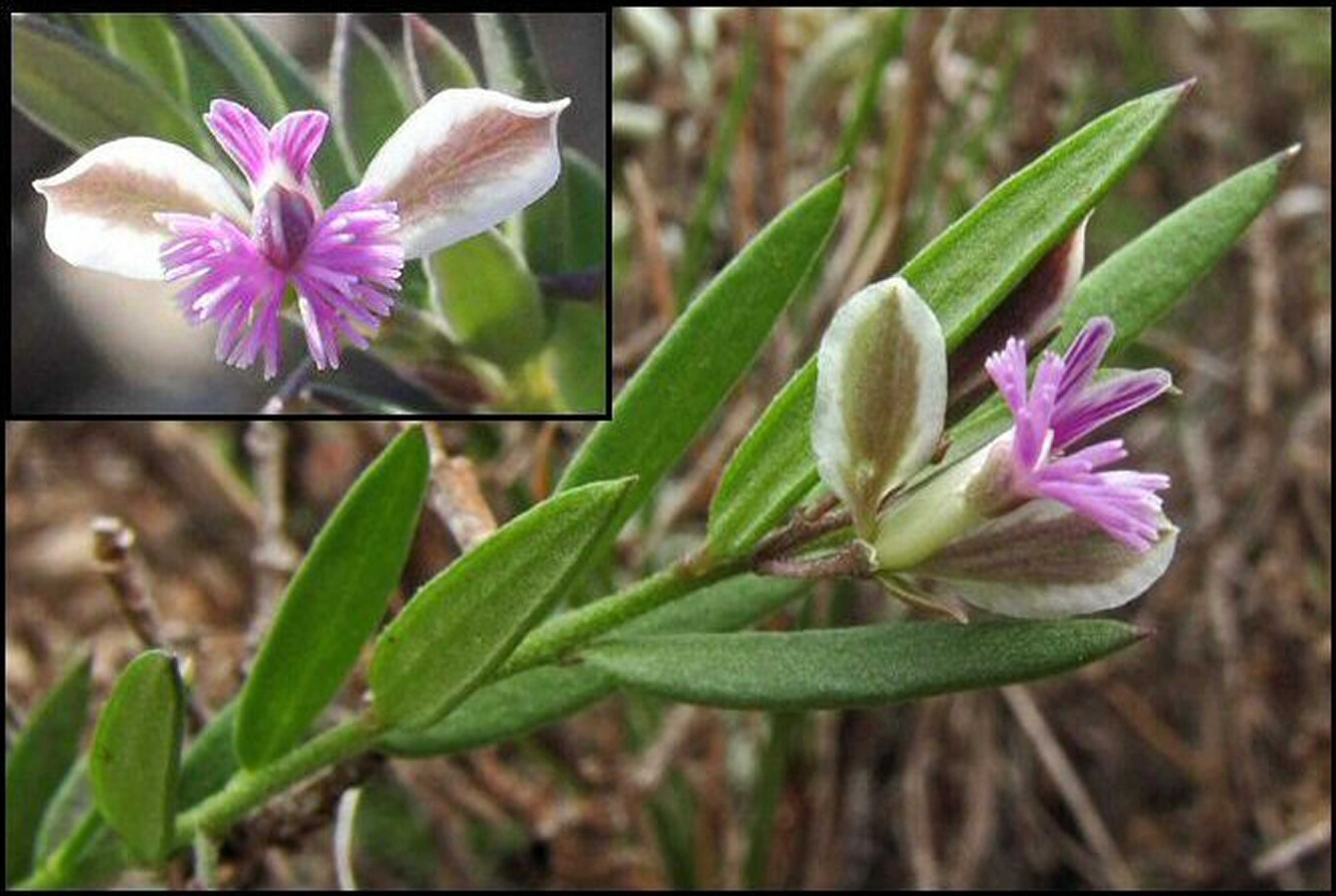Polygala detail