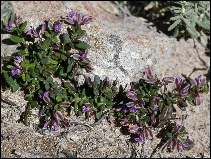 Polygala vue d'ensemble